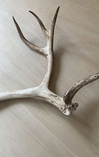 Natural shed rain - deer, antler
