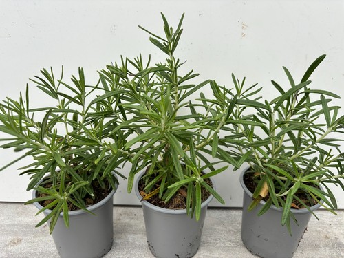 Rosemary herb plants 9cm - herb,