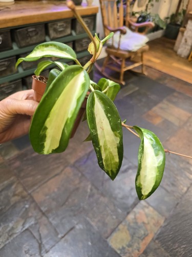 Hoya latifolia inner variegata - latifolia,