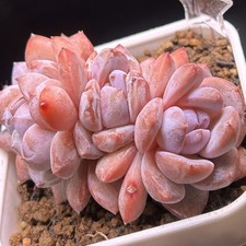 Exact Plant, Echeveria Orange