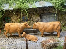 Britains Plastic 1970 Farm Series Jersey Cow, Calf  & Bull- 1:32 Scale,