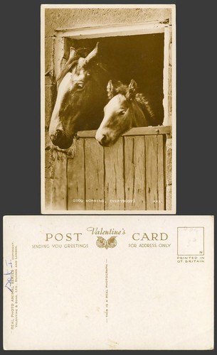 Horse pony horses - horse, ponies