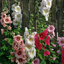 Hollyhock Single Mix Perennial