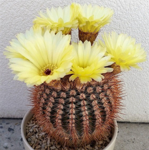 Fresh cactus seed x20 - cactus,
