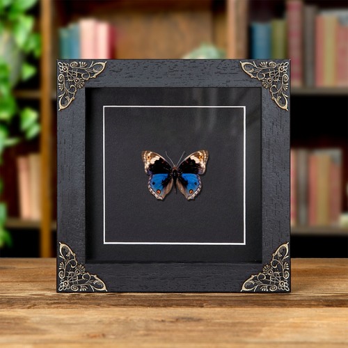 Blue pansy butterfly - blue, in