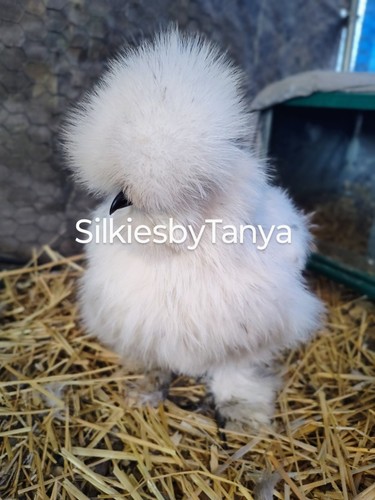 Fertile bantam silkie - 6+,