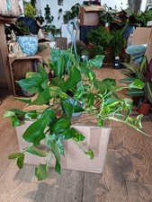 Scindapsis Epipremnum Pothos Devils Ivy Hanging Basket | 15 Cm Pot