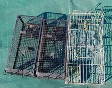 3 humane rodent  traps