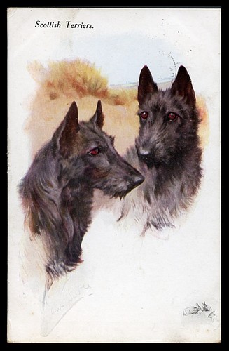 Scottish terrier scottie - terrier, dog
