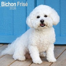 Bichon Frisé Calendar 2026 -