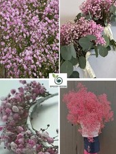 Gypsophila Pink Creeping Rose