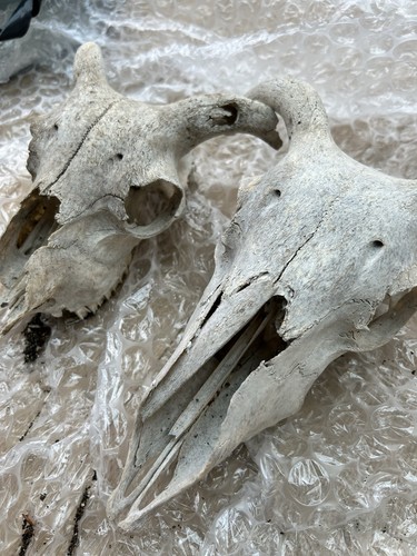 Sheep skull real - skull, 2.