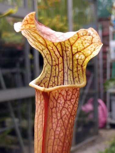 Sarracenia pretty n - x, ‘n’