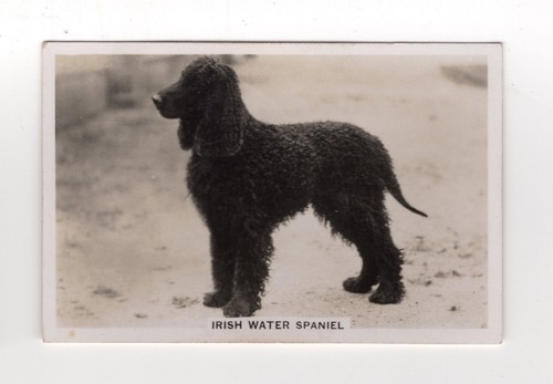 Dogs cigarette card 1939 - dogs,