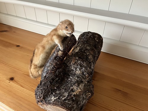 Taxidermy stoat - taxidermy,