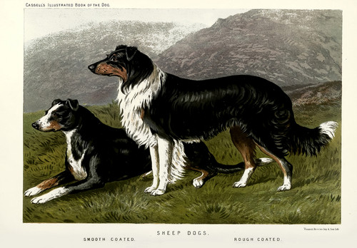 Sheep dog poster - sheep, vintage