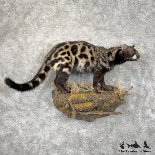 29874 african civet - wc,