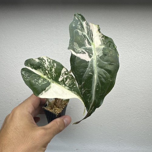 Alocasia venom variegated - venom,