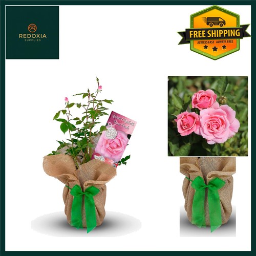 Stunning queen elizabeth pink - queen,