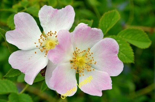Photo 6x4 dog - 6x4, roses,