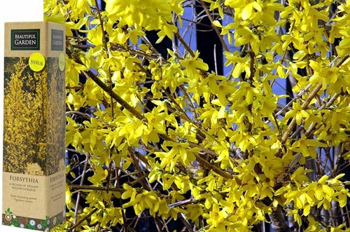 Spring gardening forsyhtia - 1,