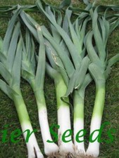 LEEK GIANT D'INVERNO ITALIAN   5.5 GRAM ~ 1600 FINEST SEEDS