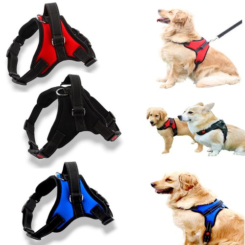 Pull dog pet - no,