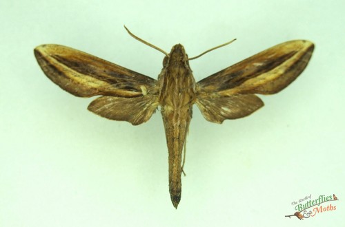 Xylophanes thyelia hawk moth - xylophanes,