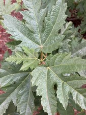 Ficus 'Silver Lyre' - Afghan