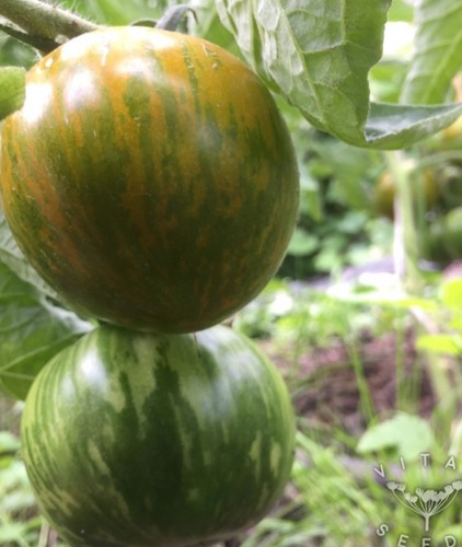 Tomato green zebra plug - tomato,