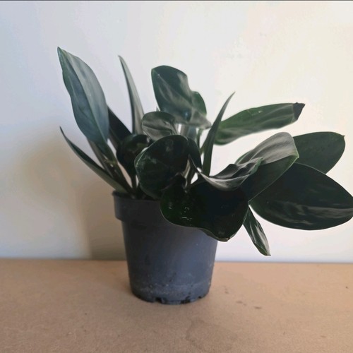 Scindapsus treubii dark form - treubii,