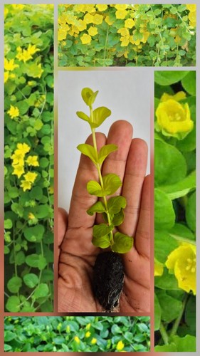 Creeping jenny large - large, plant