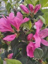 Azalea Shrub, Purple Formosa