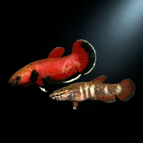 Live betta fish channoides - live,