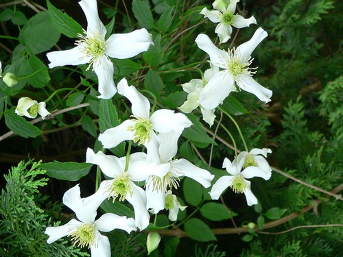 Clematis montana grandiflora - montana,