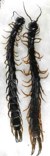 Myriapoda scolopendra - myriapoda,
