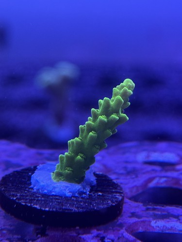 Livestock acropora - (corals),