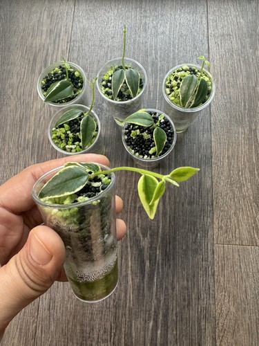 Hoya bella variegated - hoya,