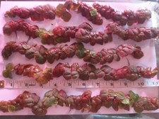 50 inches of 'Burgundy' Red