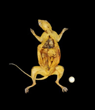 Taxidermy Grey Squirrel