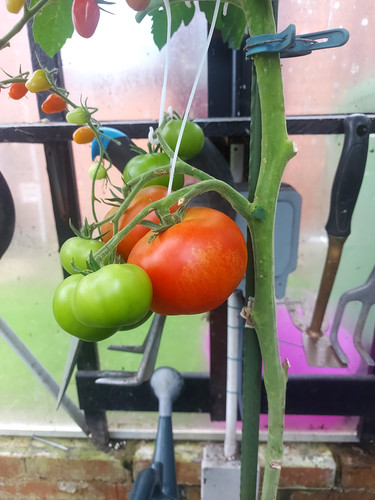 Elegance tomato seeds - tomato,