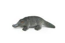 Platypus, Duck Billed,  Very