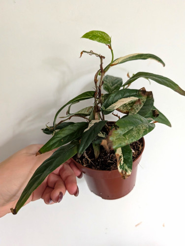 Damaged ficus sagittata - damaged,