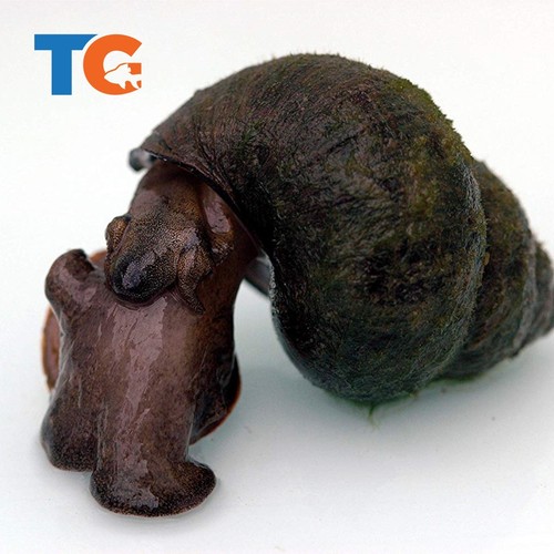 Trapdoor pond snail for sale - trapdoor,