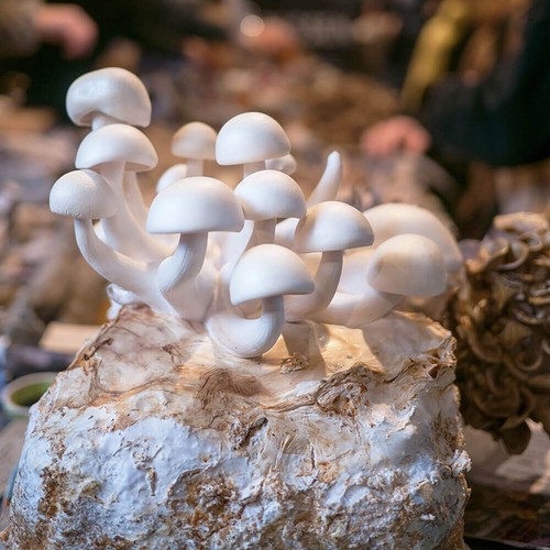 White beech mushroom - beech,