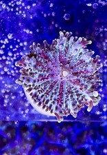 🍄Blue/Purple Ricordea Yuma