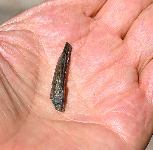 Tyrannosaur tooth piece not - tyrannosaur,
