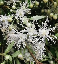 Evergreen dwarf edible Myrtle