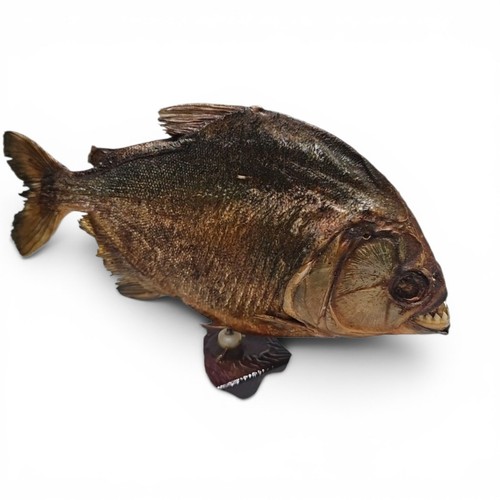 Vintage piranha fish taxidermy - fish,