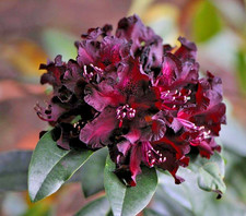 Rhododendron Black Widow Rare Large XL 4Ltr Pot Flowering Evergreen Shrub Hardy